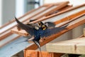 Swallow feeding chicks close-up flying and sitting on cold frame