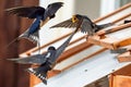 Swallow feeding chicks close-up flying and sitting on cold frame