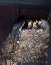 Swallow feeding chicks