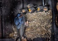 Swallow feeding chicks