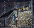 Swallow feeding chicks