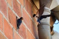 swallow feeding child on a door