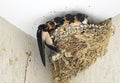 Swallow feeding babies in nest Royalty Free Stock Photo