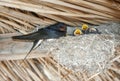 Swallow feeds the chicks in the nest Royalty Free Stock Photo