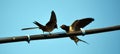 The red-rumped swallow Cecropis daurica feeds her baby with insect