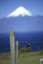 Swallow on fence