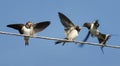 swallow flew in to feed their Chicks sitting on the wires Royalty Free Stock Photo