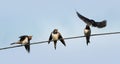 Swallow flew in to feed their young on wires on blue sky backgr Royalty Free Stock Photo