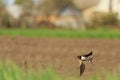 Swallow flies against the backdrop of buildings Royalty Free Stock Photo