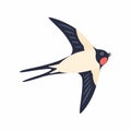 Swallow in flight. Vector illustration Isolated on white background.