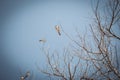 Swallow flock on tree against sky background. Wildlife concept. Swallows on bare tree branches. Wild birds concept. Resting birds. Royalty Free Stock Photo