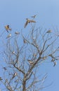 Swallow flock on tree against sky background. Wildlife concept. Swallows on bare tree branches. Wild birds concept. Resting birds. Royalty Free Stock Photo