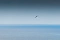 Swallow Flying Alone Over Blue Sky & Sea Royalty Free Stock Photo