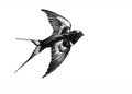 Swallow flying black and white drawing