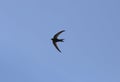 Swallow flying over blue sky during summer season in mallorca