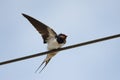 swallow getting ready for takeoff Royalty Free Stock Photo