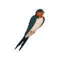 Swallow graceful bird vector Illustration on a white background