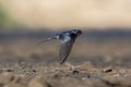 Swallow, Hirundo rustica