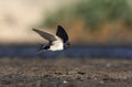 Swallow, Hirundo rustica