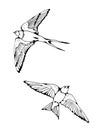Swallow and House Martin birds vector set Royalty Free Stock Photo