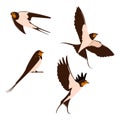 Set of Swallow Vector Illustration. Bird Animal Icon