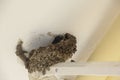 The swallow made a nest on the house.