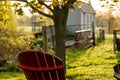 Swallow on Muskoka Chair in Morning Light