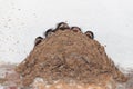 Swallow nest with nestlings Royalty Free Stock Photo