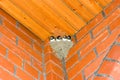 Swallow nestling Royalty Free Stock Photo