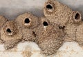 Swallow Nests Royalty Free Stock Photo