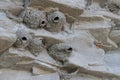 Swallow Nests Nestled In Rocks