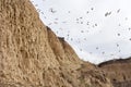 Swallow nests in the sand on a cliff top and flying swallows against the sky