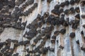 Basalt columnar units and swallow nests. Garni gorge, Armenia