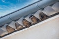 Swallow nests under a gutter of house Royalty Free Stock Photo