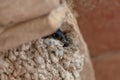 Swallow perched on its nest under some tiles