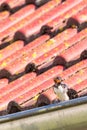 The swallow perched on metal gutter