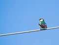 Swallow perched on steel wire Royalty Free Stock Photo