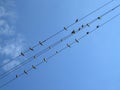 swallow perched on wires in spring Royalty Free Stock Photo