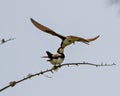Swallow Photo and Image. Adult feeding young baby bird on a branch with spread wings with a blue sky in their environment and Royalty Free Stock Photo