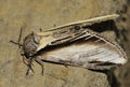 Swallow Prominent Moth