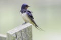 Swallow resting on fence post Royalty Free Stock Photo