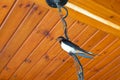 Swallow resting on the wire Royalty Free Stock Photo