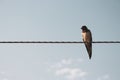 Swallow on the rope. Single bird on wire against blue sky. Small wild bird. Cute swallow on cable. Tranquil scene of wild life.