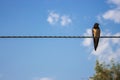 Swallow on the rope. Single bird on wire against blue sky. Small wild bird. Cute swallow on cable. Tranquil scene of wild life.