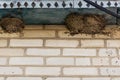 Swallow`s Nest. little swallow chick in the nest Royalty Free Stock Photo