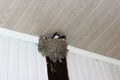 Swallow`s nest, twisted under a roof of a verandah