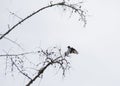Swallow silhouette in tree very stark contrast black and white Royalty Free Stock Photo