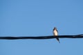 A swallow sits on an electric wire