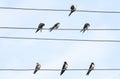 Swallow sitting on a branch on the shore in the summer Royalty Free Stock Photo