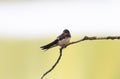 swallow sitting on a branch on the shore in the summer Royalty Free Stock Photo